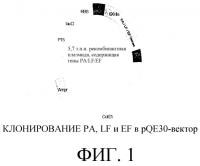Способ получения нетоксичной противосибиреязвенной вакцины Способ получения нетоксичной противосибиреязвенной вакцины