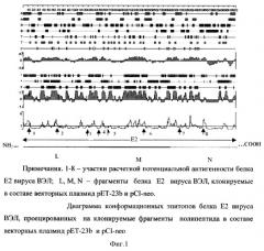 Способ презентации вирусных антигенов иммунной системе хозяина, основанный на протеасомоопосредованной технологии, предназначенный для разработки методов биологической защиты (патент 2275937)