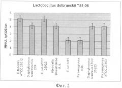 Штамм lactobacillus delbrueckii ts1-06, используемый для изготовления бактериальных препаратов и производства жидкой молочнокислой закваски в качестве продукта питания лечебно-профилактического назначения (патент 2391393)