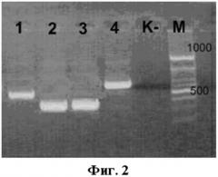 Набор олигодезоксирибонуклеотидных праймеров и флуоресцентно-меченного зонда для идентификации рнк коронавируса человека, ассоциированного с тяжелым острым респираторным синдромом (патент 2504585)