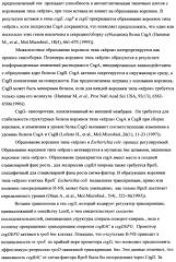 Способ получения l-треонина с использованием бактерии, принадлежащей к роду escherichia, модифицированной таким образом, что в ней нарушена способность к образованию ворсинок типа "керли" (патент 2338782)