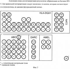 Биологический микрочип с набором праймеров для анализа полиморфизма в генах ab0, hla-dqa1, amel, darc, nat2 (патент 2582216)