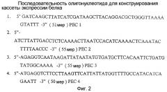 Способ продукции рекомбинантной стафилокиназы при регулировании уровня кислорода (патент 2373281)