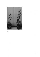 Трансгенное растение березы с устойчивостью к гербицидам (патент 2587623)
