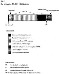 Антиген muc1 со сниженным числом повторяющихся vntr-блоков (патент 2303069)