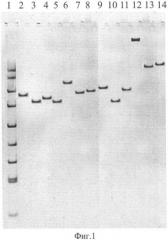 Способ дифференциации чумного и псевдотуберкулезного микробов с одновременной внутривидовой дифференциацией штаммов чумного микроба (патент 2332464)