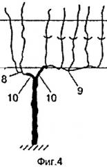 Способ ведения виноградного куста (патент 2563664)