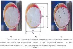 Способ инструментального определения наполнения мышечной тканью конечностей промыслового краба (патент 2316970)