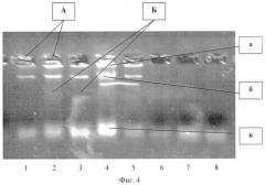 Способ идентификации синегнойной палочки pseudomonas aeruginosa (патент 2540501)