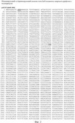 Рекомбинантная плазмидная днк pacyc-lans(km), штамм escherichia coli bl21(de3), трансформированный рекомбинантной днк pacyc-lans(km), и способ получения рекомбинантной l-аспарагиназы erwinia carotovora (патент 2441916)