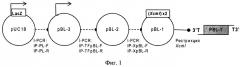 Нетранскрибируемый плазмидный вектор pbl-t для клонирования сложных геномных последовательностей и многомодульной сборки генно-инженерных конструкций (варианты), и набор, содержащий указанный вектор (патент 2507266)