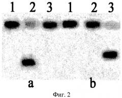 Штамм бактерий bacillus simplex - продуцент сайт-специфической эндонуклеазы blsi (патент 2322494)