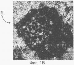 Идентификация и классификация вирусных частиц на текстурированных электронных микрофотографиях (патент 2409855)