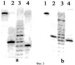 Штамм бактерий bacillus simplex - продуцент сайт-специфической эндонуклеазы blsi (патент 2322494)