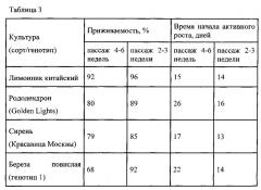 Способ повышения эффективности культивирования in vitro березы повислой, лимонника китайского, рододендрона и сирени (патент 2619177)