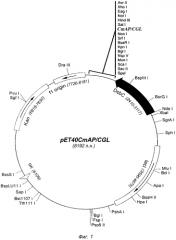 Рекомбинантная плазмидная днк pet40cmap/cgl, кодирующая гибридный бифункциональный полипептид cmap/cgl со свойствами высокоактивной щелочной фосфатазы cmap и галактозоспецифичного лектина cgl, рекомбинантный штамм e. coli rosetta(de3)/pet40cmap/cgl - продуцент гибридного бифункционального полипептида cmap/cgl и способ его получения (патент 2557306)