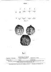 Способ идентификации сортов грецкого ореха (патент 1800944)