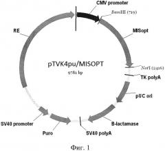 Синтетическая днк, кодирующая антимюллеров гормон человека, содержащий ее экспрессионный вектор ptvk4pu/misopt и штамм клеток яичников китайского хомячка cho-mis - продуцент рекомбинантного антимюллерового гормона человека (патент 2616273)