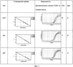 Способ оценки степени пролиферации клеток с помощью маркерных генов методом полимеразной цепной реакции в реальном времени (патент 2492244)