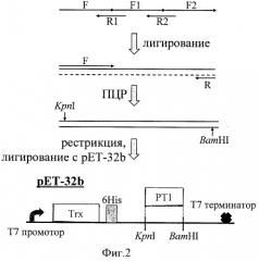 Пептидный модулятор пуринергических рецепторов (патент 2422459)