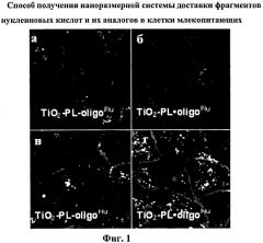 Способ получения наноразмерной системы доставки фрагментов нуклеиновых кислот и их аналогов в клетки млекопитающих (патент 2499045)