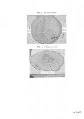 Размерностабильные геополимерные композиции и способ (патент 2622263)
