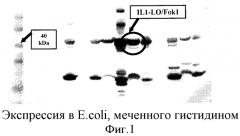 Опосредованная наночастицами доставка сиквенс-специфичных нуклеаз (патент 2556376)