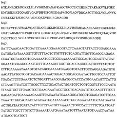 Укороченная мутантная люцифераза из metridia longa для применения в качестве биолюминесцентного репортера в живых клетках (патент 2495929)