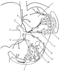 Способ гастростомии (патент 2417764)