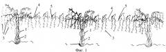 Способ формирования и ведения кустов на виноградных плантациях (патент 2397638)