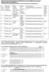 Способ видовой идентификации лактобацилл l.casei/paracasei, l.fermentum, l.plantarum и l.rhamnosus (патент 2508406)