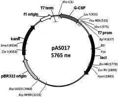Рекомбинантная днк, кодирующая гранулоцитарный колониестимулирующий фактор человека (g-csf) и рекомбинантная плазмида рas017, обеспечивающая синтез g-csf в клетках escherichia coli (патент 2529363)