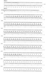 Антитела - антагонисты интерлейкина-17 (ил-17) для лечения рака (патент 2430110)