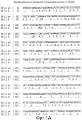 Оптимизированная экспрессия hpv 58 l1 в дрожжах (патент 2370538)