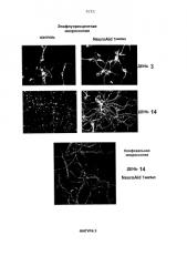 Терапия для стимуляции роста клеток (патент 2586302)
