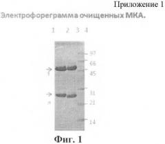 Штамм гибридных клеток животного mus musculus l.- продуцент моноклональных антител для выявления белка vp40 вируса эбола, субтип заир (штамм mainga) (варианты), моноклональное антитело, продуцируемое штаммом (варианты), и набор для иммуноферментной тест-системы формата "сэндвич" для выявления белка vp40 вируса эбола, субтип заир (штамм mainga) (патент 2395577)