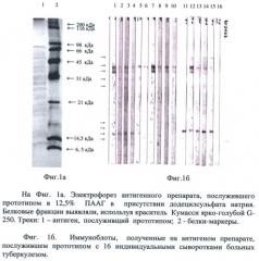 Способ получения антигенного препарата из mycobacterium tuberculosis с расширенным спектром серопозитивных фракций в реакции иммуноблотинга (патент 2431675)