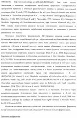 Бактерия - продуцент 1-бутанола и способ получения 1-бутанола (патент 2431672)