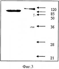 Рекомбинантный полипептид stv, обладающий протективными свойствами в отношении streptococcus agalactiae, рекомбинантная днк stv, его кодирующая и рекомбинантный штамм escherichia coli m15-stv, содержащий рекомбинантную плазмиду pqe-stv (патент 2542483)