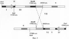 Способ создания рекомбинантного аденовируса птиц для вакцинации и генной терапии (патент 2326942)