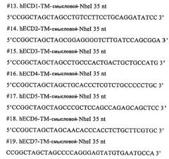 Р185neu-кодирующая днк и ее терапевтические применения (патент 2350652)