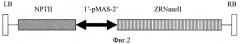 Рекомбинантная плазмида, обеспечивающая экспрессию гена экстраклеточной рибонуклеазы zinnia elegans zrnaseii в трансгенных растениях (варианты), и способ получения вирусоустойчивых форм растений (патент 2393226)