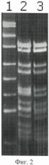 Штамм бактерий planomicrobium koreense 78k - продуцент сайт-специфической эндонуклеазы pkri (патент 2475534)