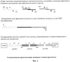 Способ получения кассетных генетических конструкций, экспрессирующих несколько рнк-шпилек (патент 2525935)