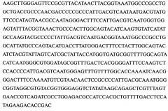 Экспрессионный плазмидный лентивирусный вектор для гетерологичной экспрессии рекомбинантного человеческого белка cd47 (патент 2627181)