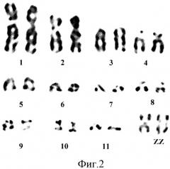 Способ получения препаратов метафазных хромосом сельскохозяйственной птицы (патент 2328733)