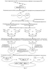Рекомбинантная плазмидная днк pet32m/mtrx-rhil-11, кодирующая интерлейкин -11 человека, способ ее получения и штамм escherichia coli bl21(de3)/pet32m/mtrx-rhil-11 - продуцент рекомбинантного интерлейкина-11 (патент 2426787)