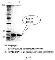 Способ диагностики туберкулезной инфекции, рекомбинантная плазмидная днк, кодирующая синтез гибридного белка cfp10-esat6 из mycobacterium tuberculosis, способ его получения, гибридный белок cfp10-esat6 и его применение (патент 2277540)