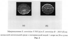 Штамм дрожжей saccharomyces cerevisiae, используемый для получения спирта (патент 2492229)