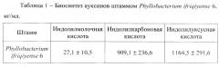 Штамм ассоциативных бактерий phyllobacterium ifriqiyense 6, активный азотфиксатор и ростстимулятор для повышения продуктивности риса (патент 2649362)